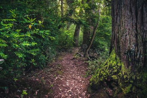 Lush Forest Hiking Path Stock Image Image Of Brown 94834113