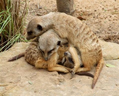 Group Hug Cute Animals Meerkat Animals Wild