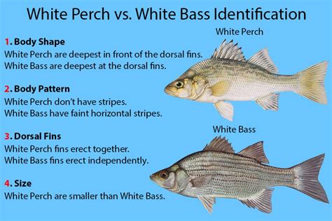 White Perch Vs White Bass A Simple Guide