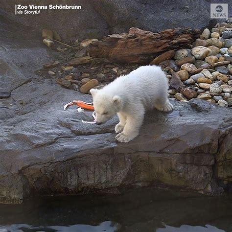 Adorable Polar Bear Club Makes Zoo Debut Absolutely Nothing Is Cuter