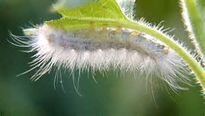 White Caterpillar Spilosoma Virginica Bugguidenet