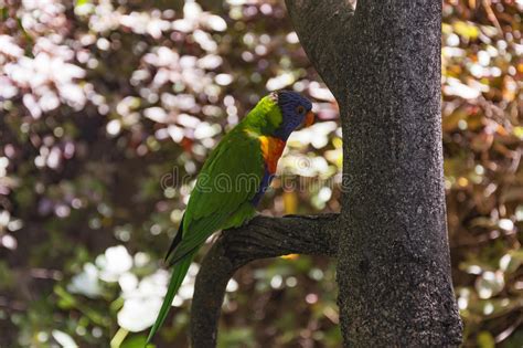 Ozherelovy Parrot With Green Color Sitting On A Tree Branch Stock Photo