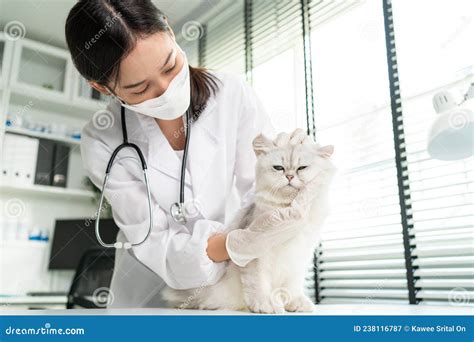 Asian Veterinarian Examine Cat During Appointment In Veterinary Clinic