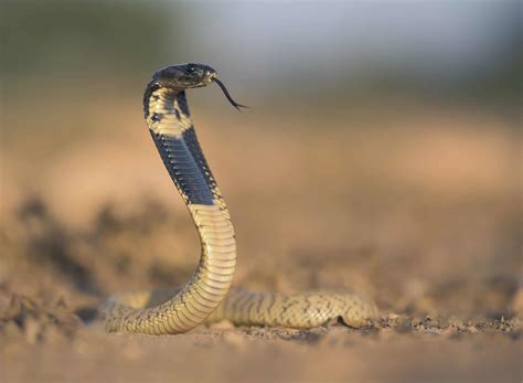 Snake Profile Egyptian Cobra Asp Snake Photos