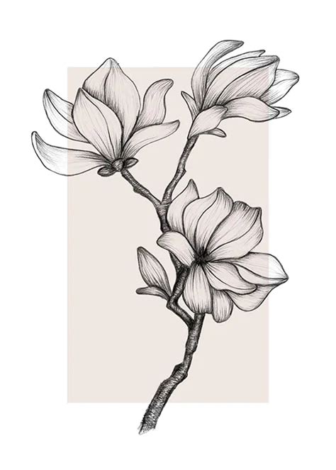 Magnolia Drawing No2 Poster Drawings Flower Drawing Floral Drawing