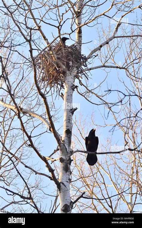 American Crow Nest High Resolution Stock Photography And Images Alamy