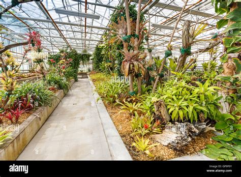 Many Green Plants In Greenhouse Stock Photo Alamy