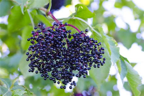 Photographs Of Elderberry Fruits In The Wild On A Sunny Autumn Stock