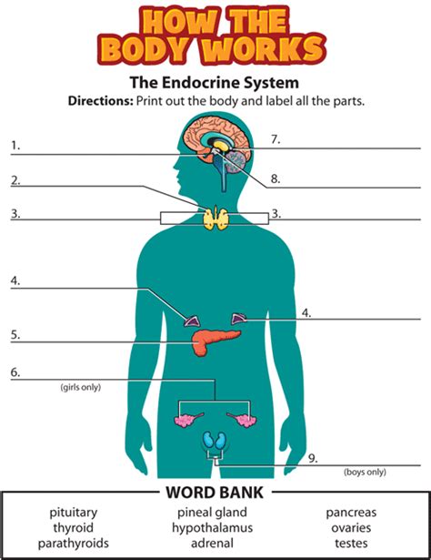 Activity Endocrine System Endocrine System Endocrine Human Body