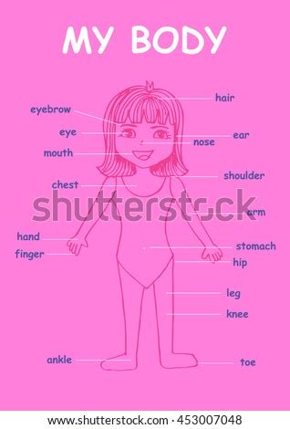 The technical name is actually the vulva. Stock Photos, Royalty-Free Images & Vectors - Shutterstock