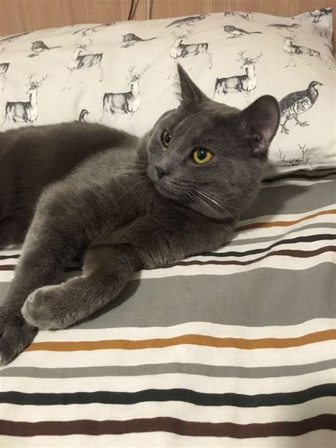 Our scottish fold kittens are one of a kind,they are cute,beautiful and so lovely. Russian Blue Kitten | Glasgow, Lanarkshire | Pets4Homes