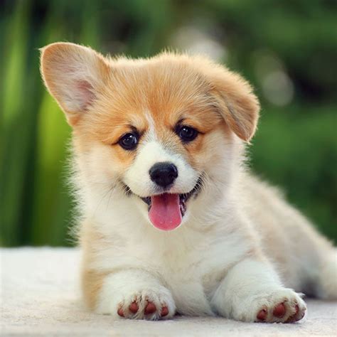 1 Welsh Corgi Puppies For Sale By Uptown Puppies