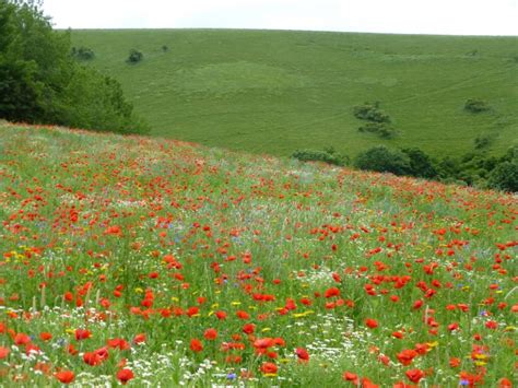 Blog Page 3 Of 6 Wild Flower Lawns And Meadows Page 3