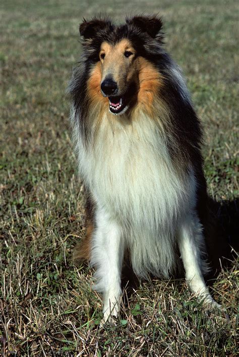 Collie All About Rough Collies Breed Information Traits