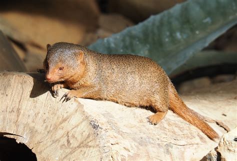 Dwarf Mongoose Helogale Parvula 2022 06 28 Zoochat