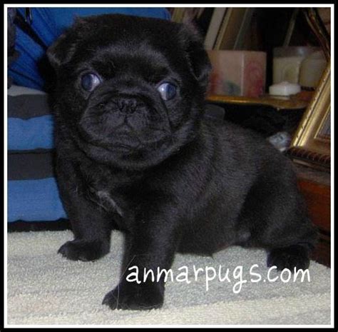 Pictures Of Baby Pug Puppies Pugs Pugpuppy Dogs