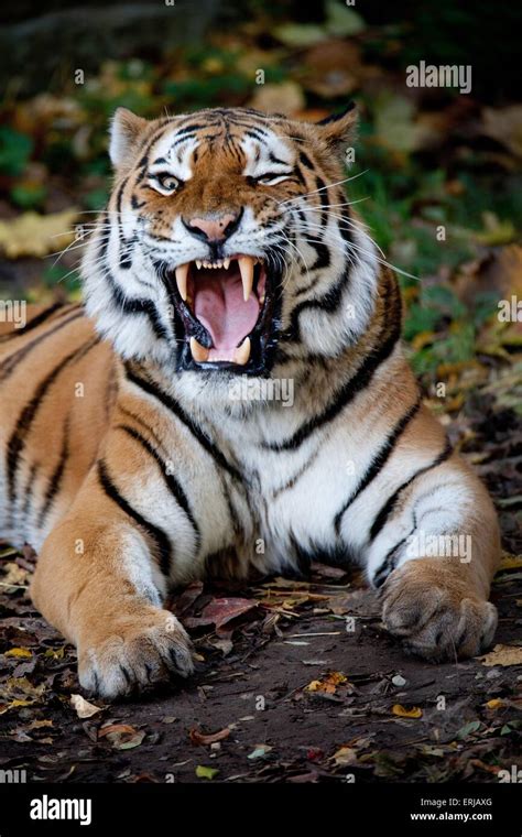 Tooth Tigers Hi Res Stock Photography And Images Alamy