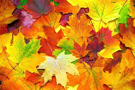 Autumn Colorful Leaves Background Lillys Cleaning Service