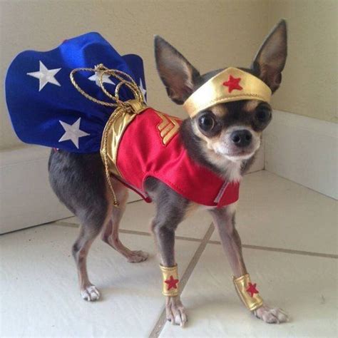 Fantasia De Cahorro Mulher Maravilha Pet Halloween Costumes Dog