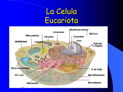 La Celula Eucariota Partes Abc Fichas Gambaran