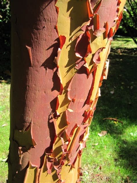 Sudden Oak Death A Deadly Disease That Affects Oak Trees Mast