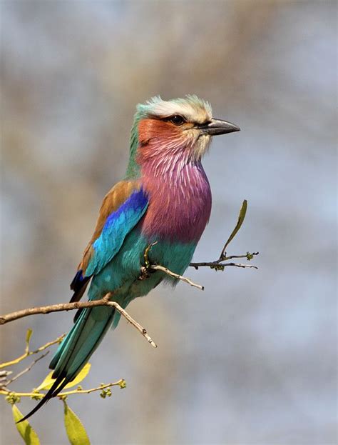 Lilac Breasted Roller By Reinhild Waschkies Lilac Breasted Roller