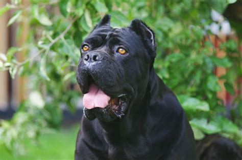 9 Reasons You Should Cuddle Your Cane Corso More Often Sonderlives