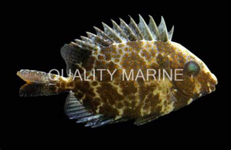 Spinefoot Gold Spotted Quality Marine