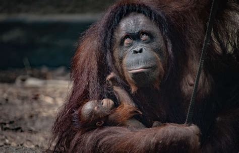 Critically Endangered Orangutan Born At Uk Zoo