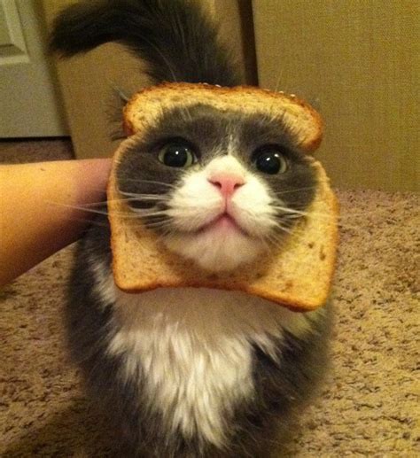 Inbread Cat Pics