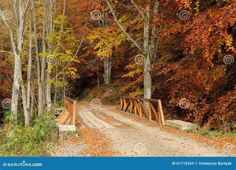 Bridge In Autumn Forest Stock Photo Image Of Landscape 61710264