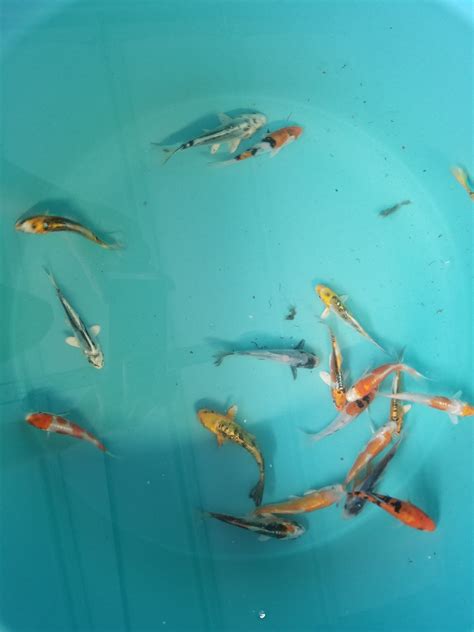 Baby Koi Fish For Sale Near Me Shipping Included Buy Cheap