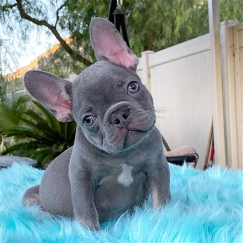 French Bulldog Puppies For Sale Californiacheap French Bulldog Puppies