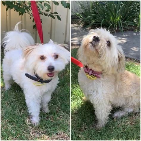 Lincoln Small Male Fox Terrier X Maltese X Mix Dog In Sa Petrescue