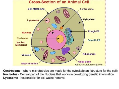 Cross Section Of Plant And Animal Cell