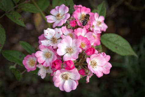 Images Gratuites La Nature Fleur Pétale Floraison Rose Rouge