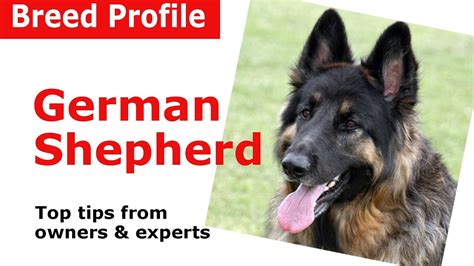 German Shepherd Dog Breed Guide Youtube