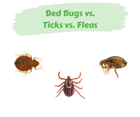 Bed Bugs Vs Ticks Vs Fleas Maggies Farm