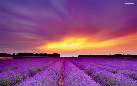 Download Lavender Field Purple Sunset Wallpaper By Ricardofreeman
