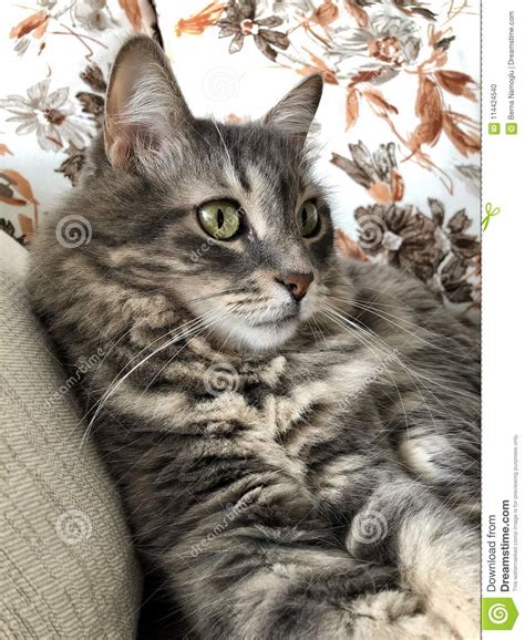 A Cute Gray Tabby Cat Stock Photo Image Of Mammal Grey 114424540