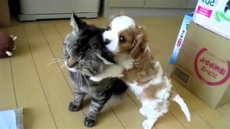 Over the years, we've shown you many a cute puppy picture, but i think the next 23 adorable images top them all. Cute Puppy Plays With Cat - YouTube