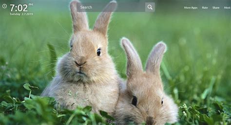 Cute Bunny Rabbit Hd Wallpapers Theme Chrome Extension