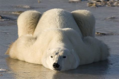 21 Polar Bear Pictures That Will Melt Your Heart Polar Bear Bear