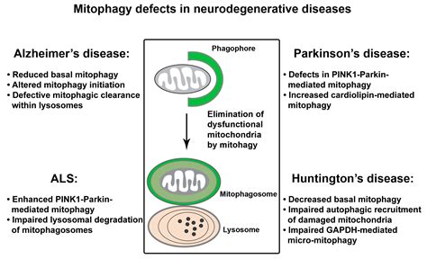 Cells Free Full Text Mitophagy In Alzheimers Disease And Other Age