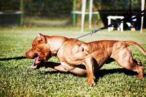 Top 10 Best Fighting Dogs In The World 2017