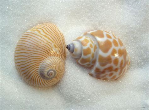 Shells Seashell Names Two Little Shells Seashells By Millhill