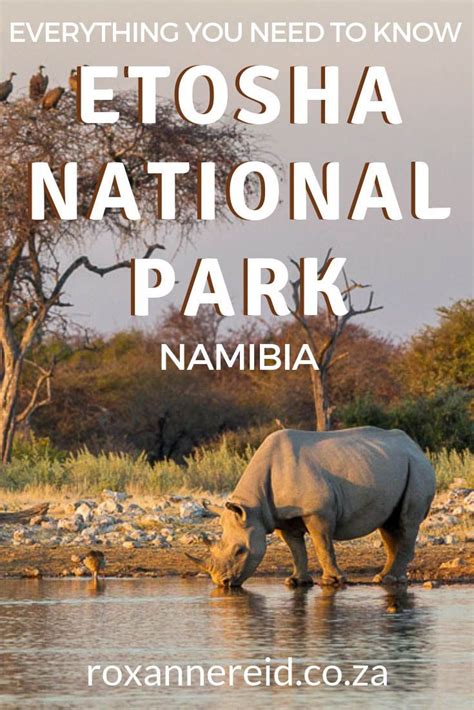 Planning An Etosha Safari Find Out Everything You Need To Know About An Etosha National Park