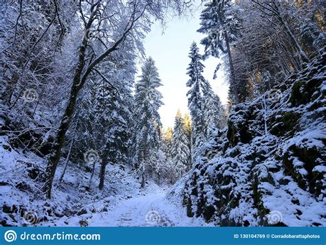The Path In The Snow Covered Forest With In The Background A Beautiful