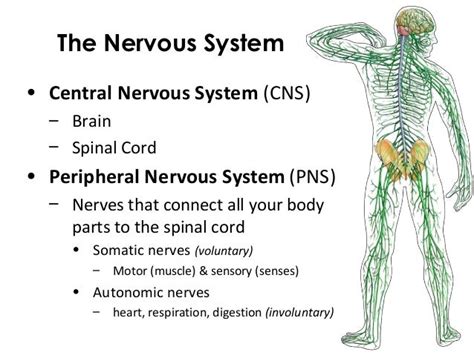 The Nervous System Cns And Pns