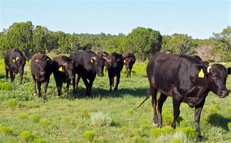Cattle Ranching Definition Geography Livestock Info